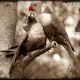 crs-syd-225-sepia-kol