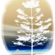 norfolkpine2.jpg