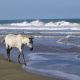 andrea-farthofer-pferd-am-strand-von-costa-rica