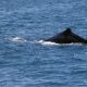 grossvieh-nzl-2003-11-06-00-37-2554