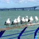 nzl-2003-10-20-23-50-0129-moewen-vor-harbour-bridge