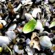 nzl-2003-10-22-07-39-0181-muscheln-von-shelly-beach-in-coromandel