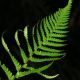 nzl-2003-10-22-21-56-0270