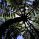 nzl-2003-10-27-02-17-0649-fern-tree-von-unten