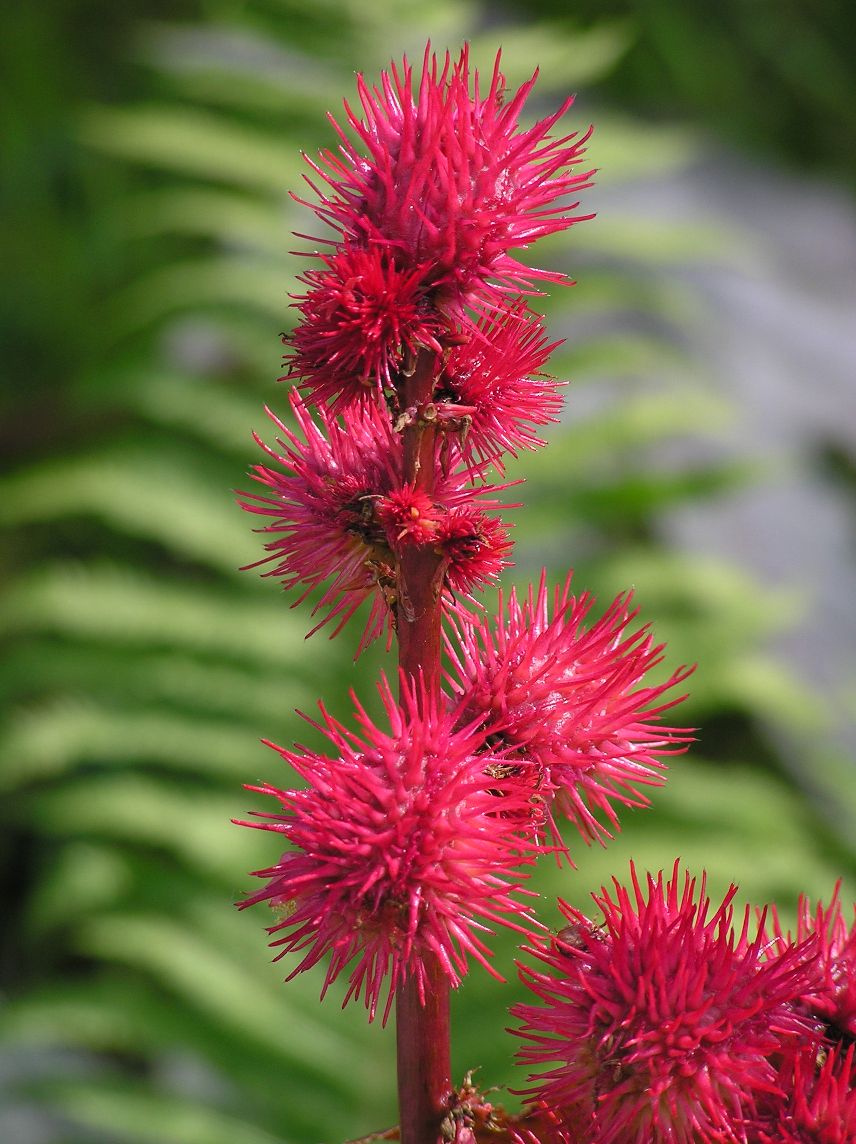 p7281163