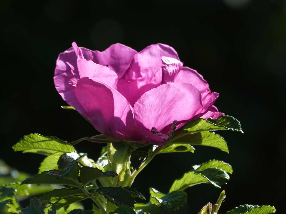 P1430220