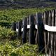 sylt-mai-juni-2010-564