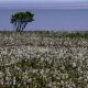 sylt-mai-juni-2010-913