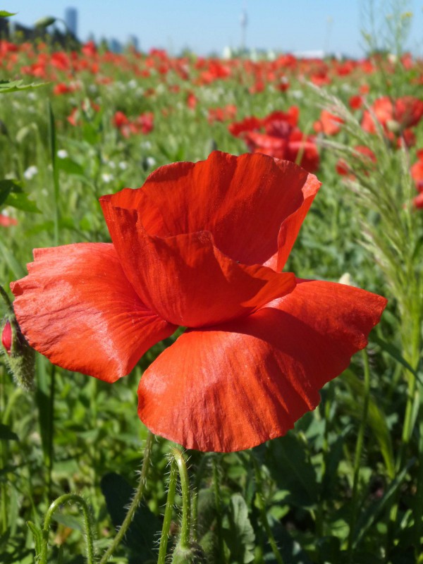 Mohn1 (71)